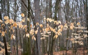 Preview wallpaper branches, leaves, trees, forest, autumn