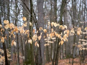 Preview wallpaper branches, leaves, trees, forest, autumn