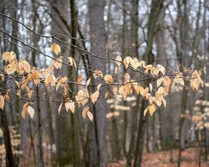 Preview wallpaper branches, leaves, trees, forest, autumn