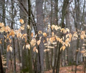 Preview wallpaper branches, leaves, trees, forest, autumn