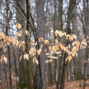 Preview wallpaper branches, leaves, trees, forest, autumn