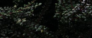 Preview wallpaper branches, leaves, wet, dark, darkness