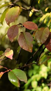 Preview wallpaper branches, leaves, wet, macro