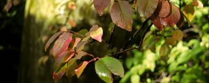 Preview wallpaper branches, leaves, wet, macro