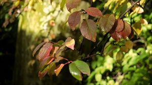 Preview wallpaper branches, leaves, wet, macro