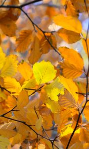 Preview wallpaper branches, leaves, yellow, autumn, closeup