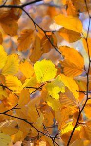 Preview wallpaper branches, leaves, yellow, autumn, closeup
