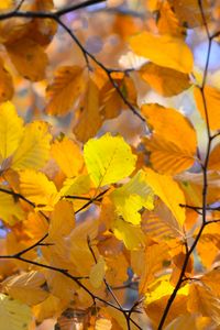 Preview wallpaper branches, leaves, yellow, autumn, closeup