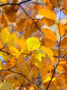 Preview wallpaper branches, leaves, yellow, autumn, closeup
