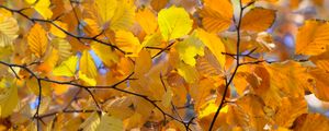 Preview wallpaper branches, leaves, yellow, autumn, closeup