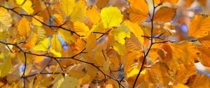 Preview wallpaper branches, leaves, yellow, autumn, closeup