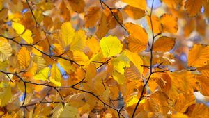 Preview wallpaper branches, leaves, yellow, autumn, closeup