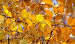 Preview wallpaper branches, leaves, yellow, autumn, closeup