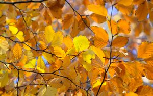 Preview wallpaper branches, leaves, yellow, autumn, closeup