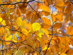 Preview wallpaper branches, leaves, yellow, autumn, closeup