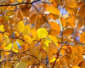 Preview wallpaper branches, leaves, yellow, autumn, closeup