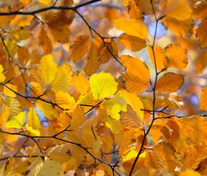 Preview wallpaper branches, leaves, yellow, autumn, closeup