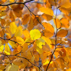 Preview wallpaper branches, leaves, yellow, autumn, closeup