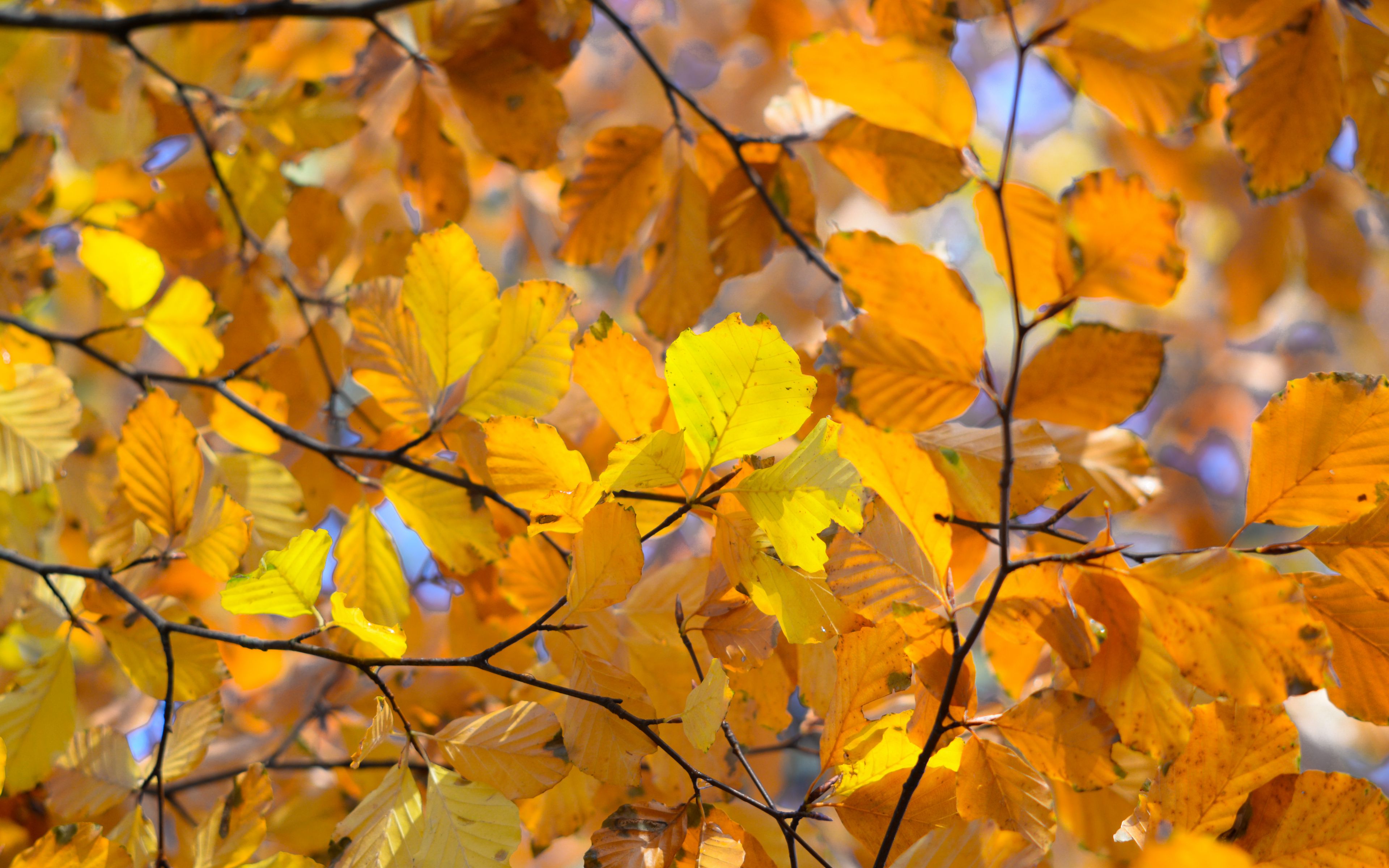 Download Wallpaper 3840x2400 Leaves, Autumn, Branches, Yellow, Macro 4k