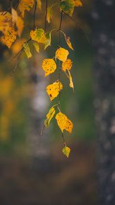 Preview wallpaper branches, leaves, yellow, macro, autumn