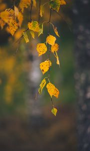 Preview wallpaper branches, leaves, yellow, macro, autumn