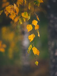 Preview wallpaper branches, leaves, yellow, macro, autumn