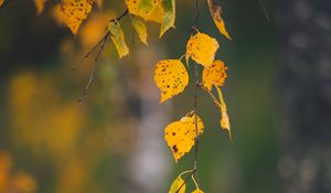 Preview wallpaper branches, leaves, yellow, macro, autumn