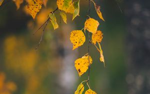 Preview wallpaper branches, leaves, yellow, macro, autumn