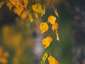 Preview wallpaper branches, leaves, yellow, macro, autumn
