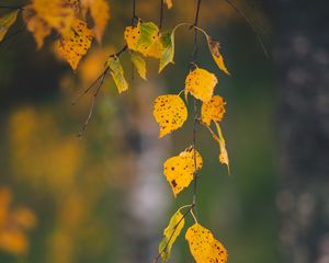 Preview wallpaper branches, leaves, yellow, macro, autumn