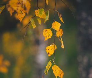 Preview wallpaper branches, leaves, yellow, macro, autumn