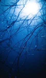 Preview wallpaper branches, light, glare, drops, wet
