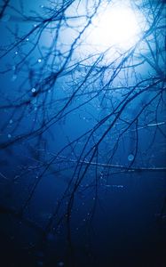 Preview wallpaper branches, light, glare, drops, wet