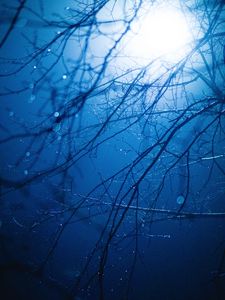 Preview wallpaper branches, light, glare, drops, wet