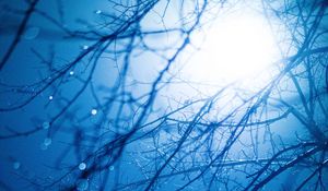 Preview wallpaper branches, light, glare, drops, wet