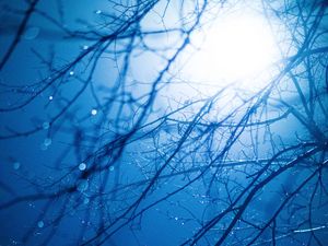 Preview wallpaper branches, light, glare, drops, wet