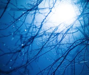 Preview wallpaper branches, light, glare, drops, wet