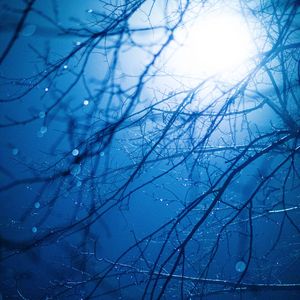 Preview wallpaper branches, light, glare, drops, wet