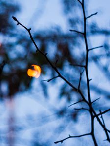 Preview wallpaper branches, macro, blur, bokeh