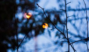 Preview wallpaper branches, macro, blur, bokeh