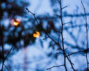 Preview wallpaper branches, macro, blur, bokeh