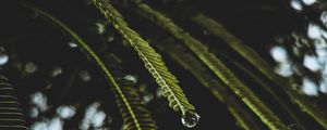 Preview wallpaper branches, macro, drops, water