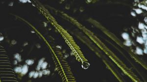 Preview wallpaper branches, macro, drops, water