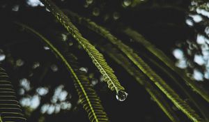 Preview wallpaper branches, macro, drops, water