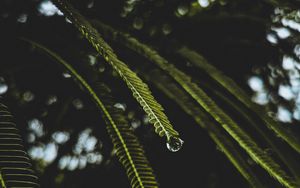 Preview wallpaper branches, macro, drops, water