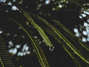 Preview wallpaper branches, macro, drops, water