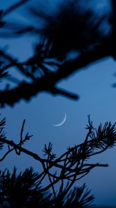 Preview wallpaper branches, moon, dark, outlines, twilight