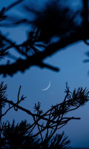Preview wallpaper branches, moon, dark, outlines, twilight