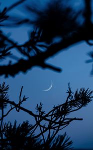 Preview wallpaper branches, moon, dark, outlines, twilight