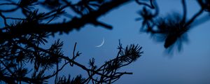 Preview wallpaper branches, moon, dark, outlines, twilight